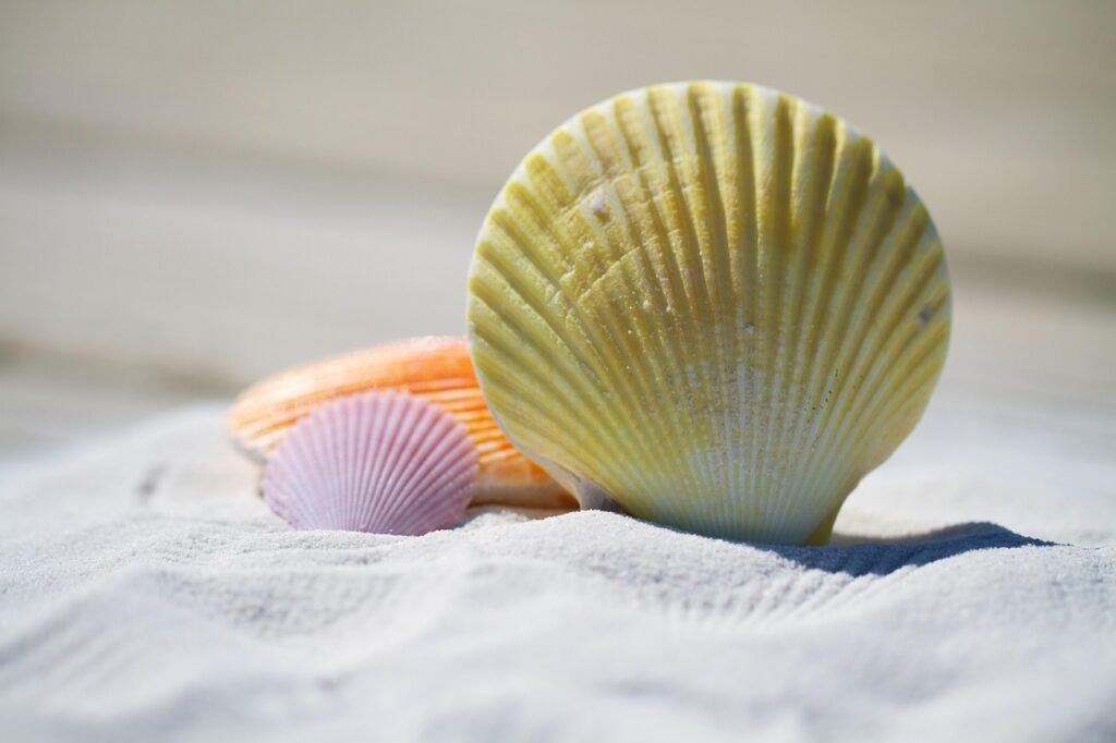 shells, sand, beach, seashells, shore, nature, seashore, sandy, sandy beach, mollusks, summer, vacation